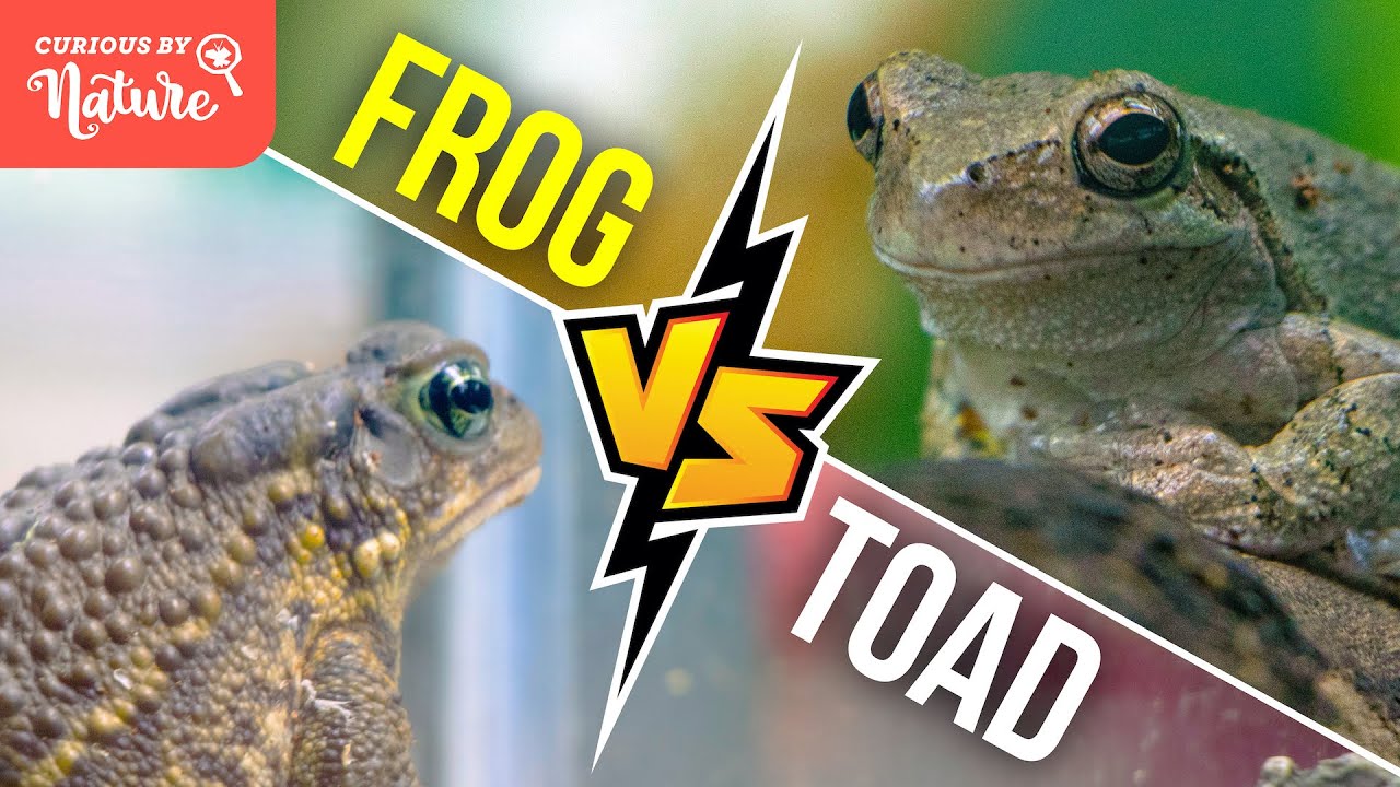 Лягушка и жаба: в чём разница? 🐸