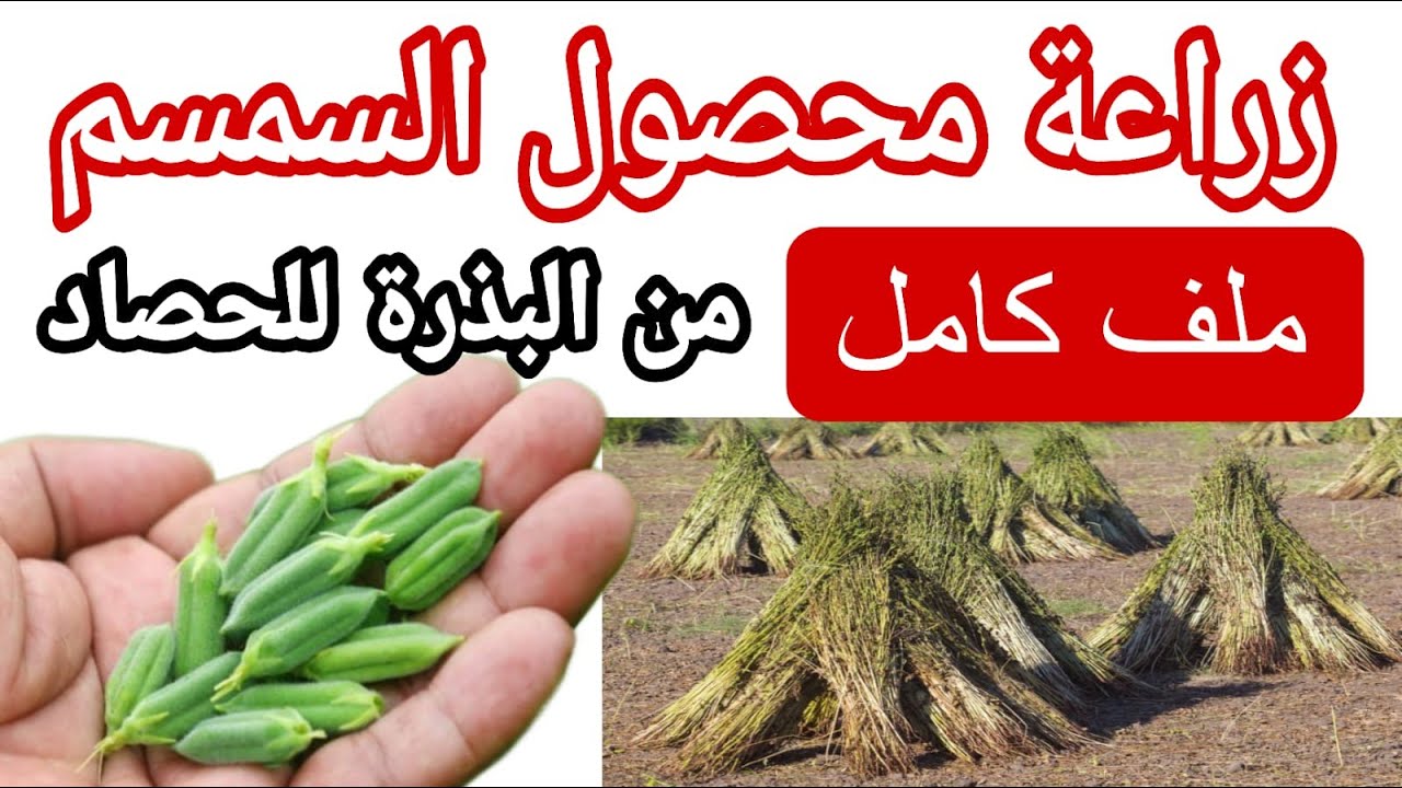 زراعة السمسم ملف كامل من البذرة للحصاد - المعاملات الزراعية والتوصيات الفنية محصول السمسم