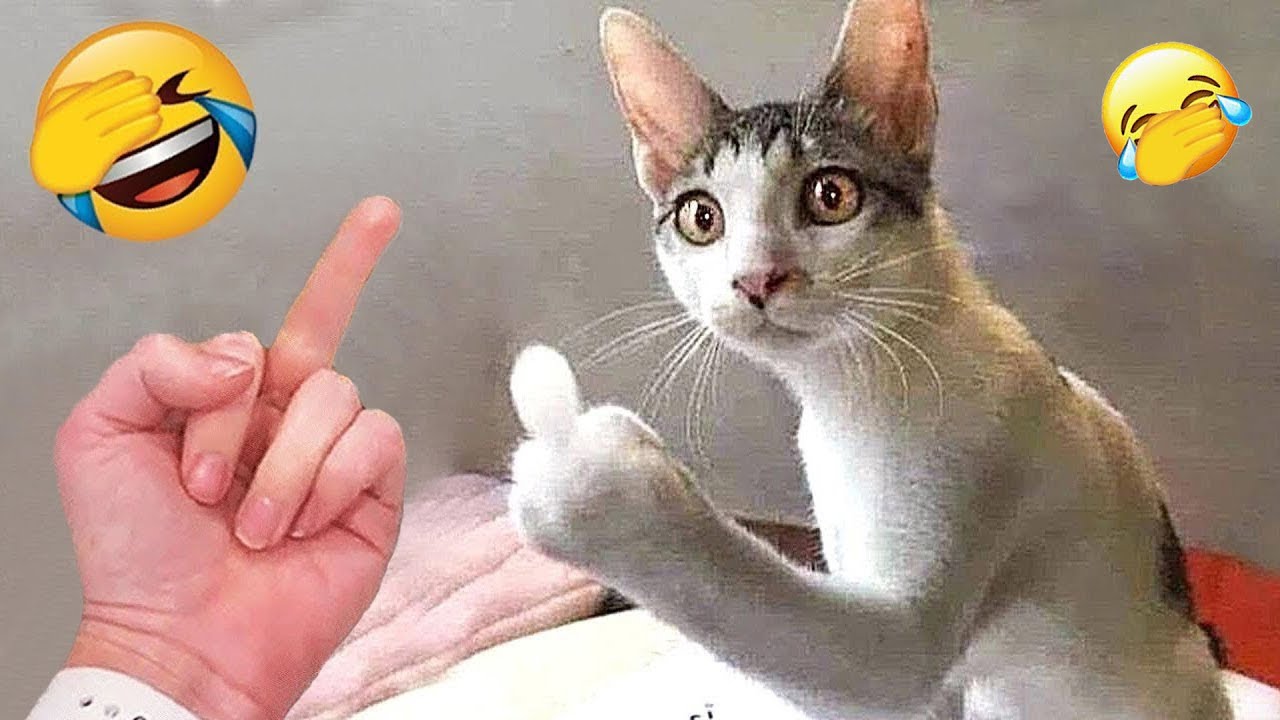 You Laugh You Lose 🥳 The funniest cat and dog video you'll see today 🐾 Part 8