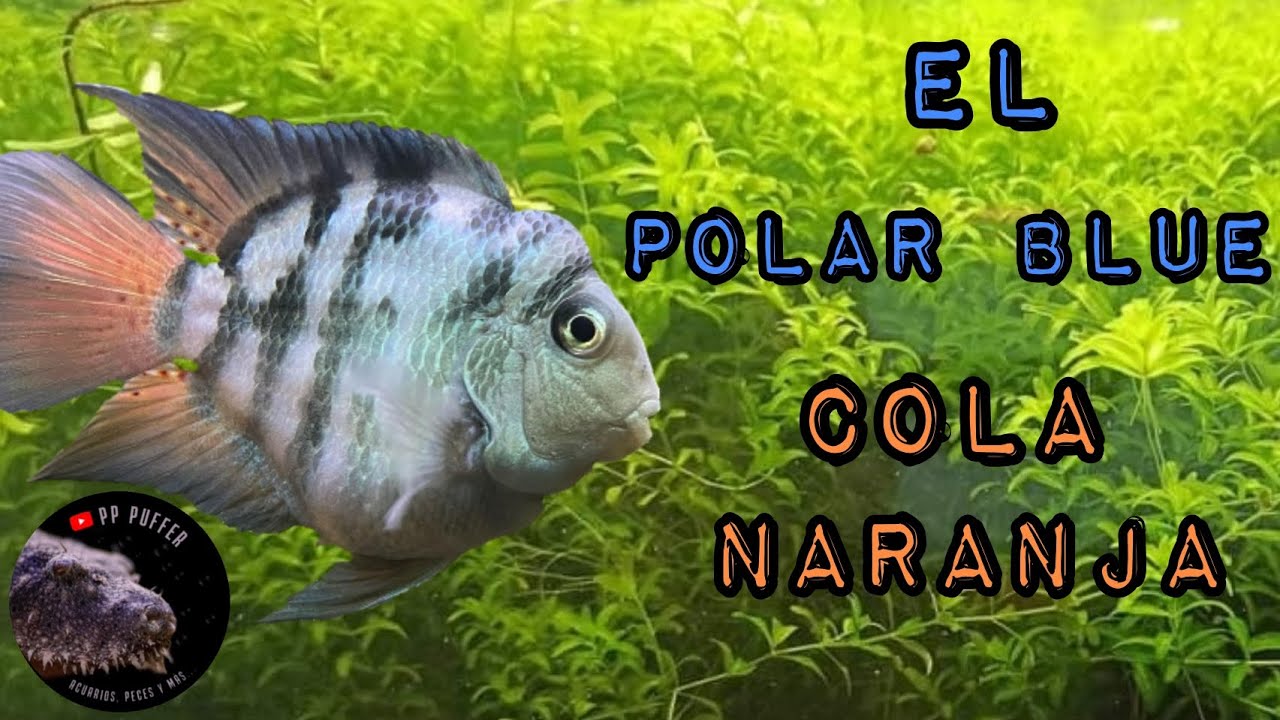 El POLAR BLUE cola naranja