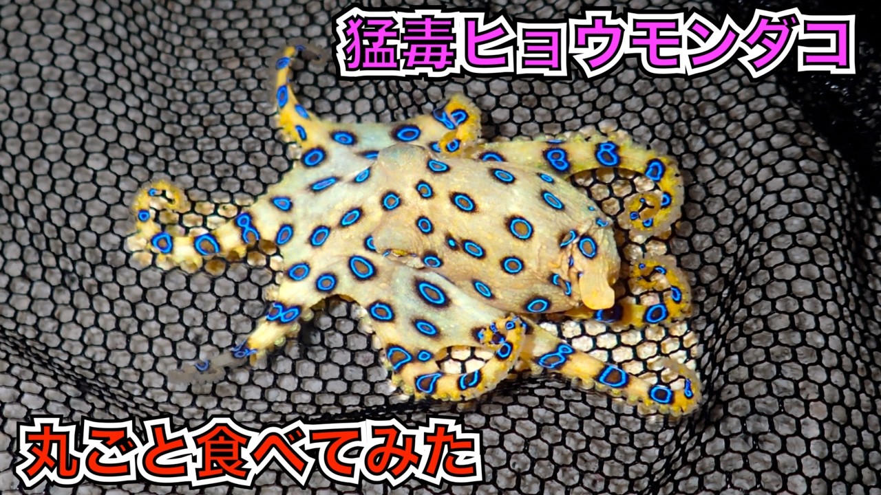 【フグ毒】ヒョウモンダコを丸ごと食べてみた
