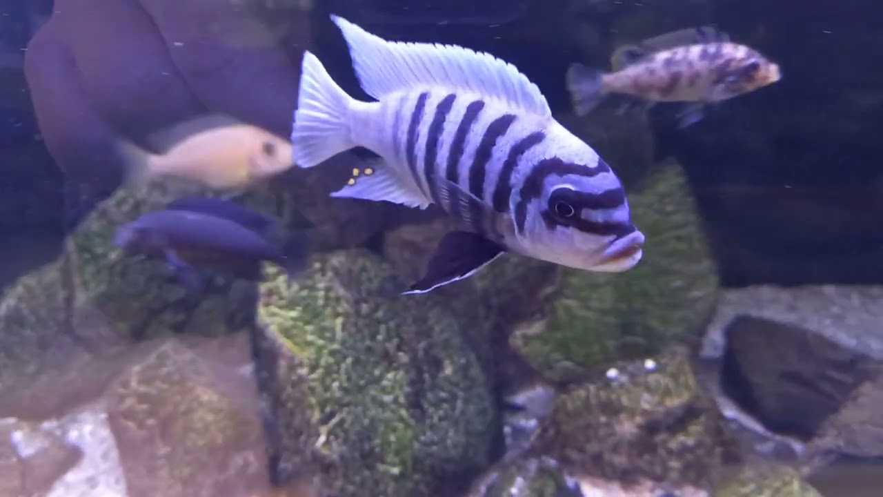 M. zebra Chilumba M. Reef trío adulto f1 disponible 