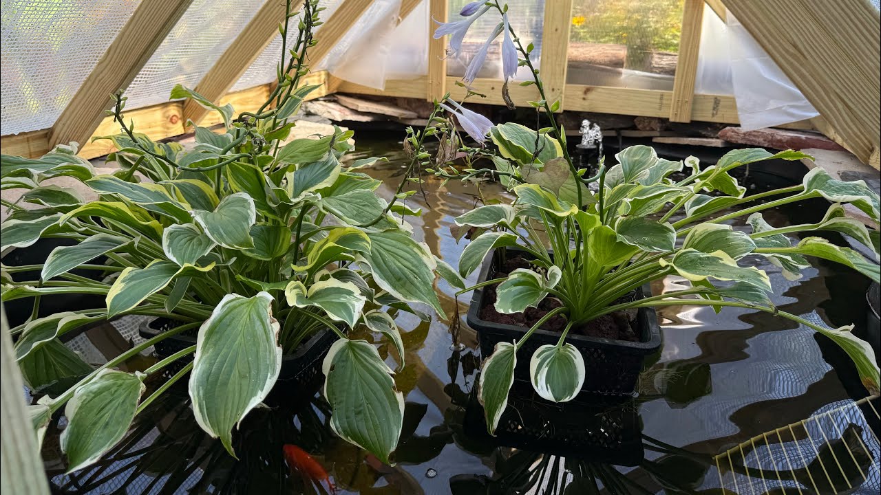 Preparing the turtle fish pond for winter! I built a greenhouse cover for it. Let’s see how it goes!