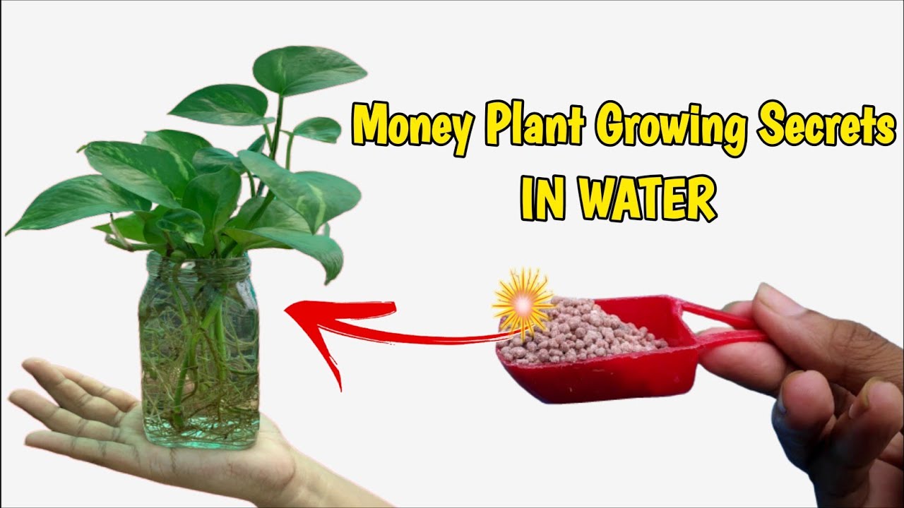 How To Grow Money Plant/Pothos Plant Without Soil Easy (IN HINDI) How To Grow Money Plant In Water