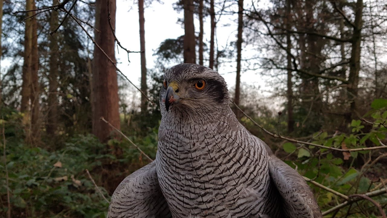 Goshawk - Hunting Pheasants