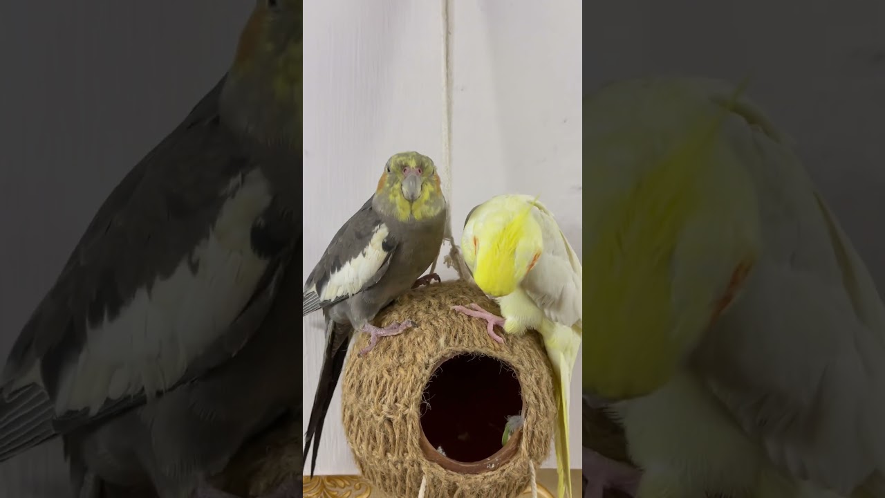 Cockatiel fighting 🥹😀🥹 #birds #bird #cockatiel #parrotcage #pet