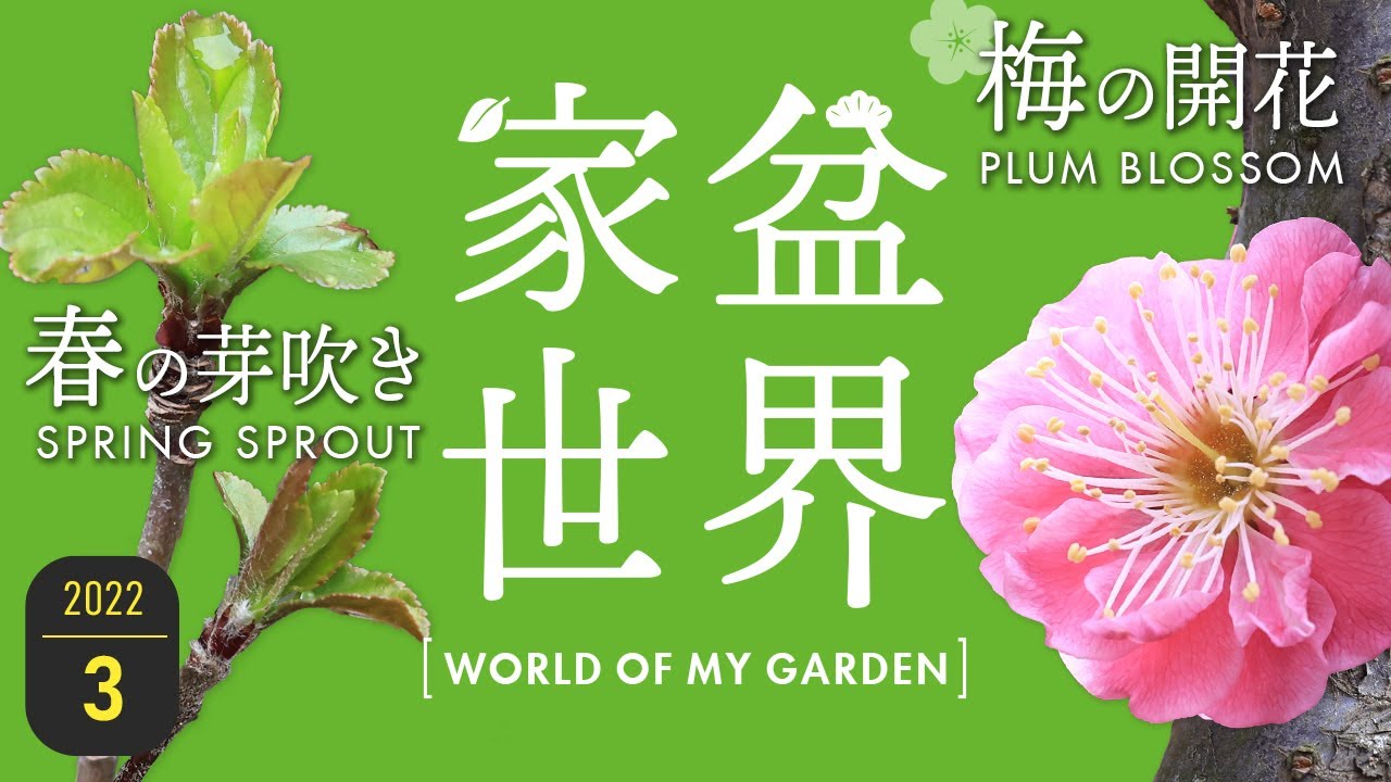 【家盆世界 3月号】春の芽吹き 梅の開花【Bonsai diary 盆栽日記 3/27】春 盆栽 梅 松 桜 真柏 もみじ Maple Plum Pine Cherry blossoms EOS R5