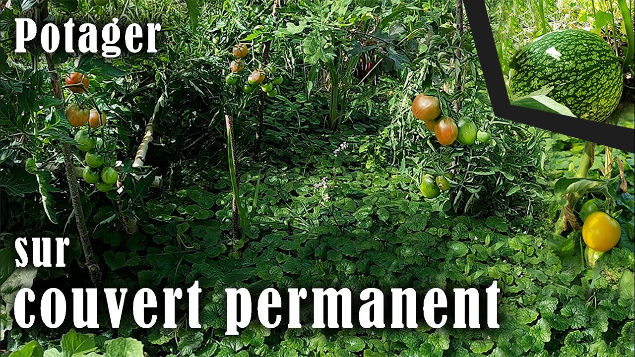 Un potager auto-fertile grâce au lierre terrestre... #agroecologie #solvivant #biomasse