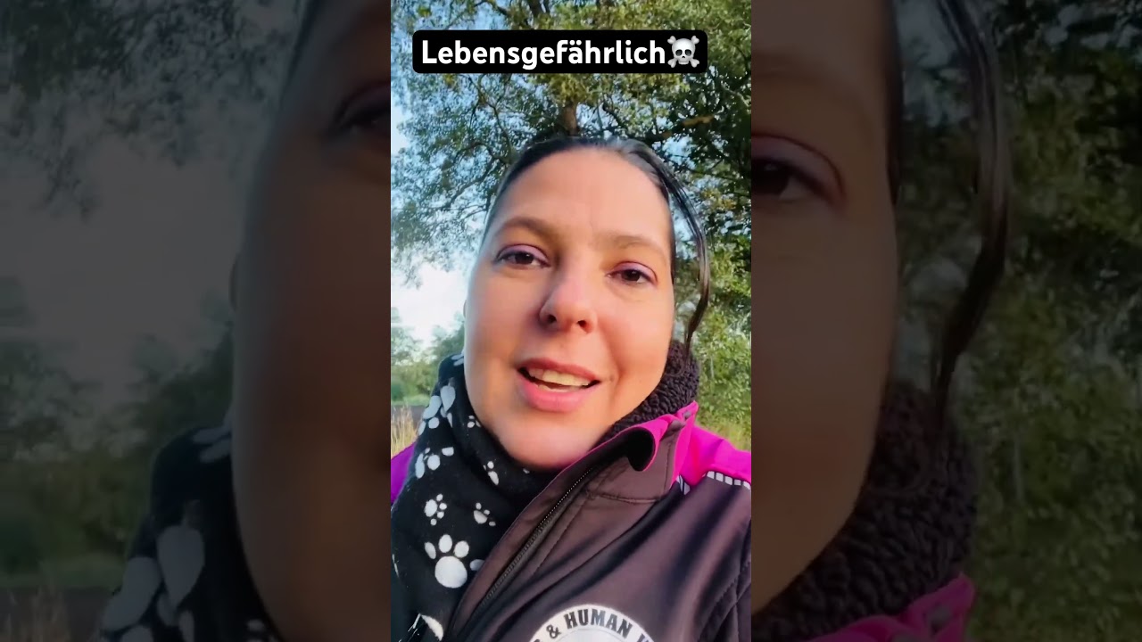 🆘#hundefakten #hund #hundealltag #problemhund #welpenerziehung #welpen