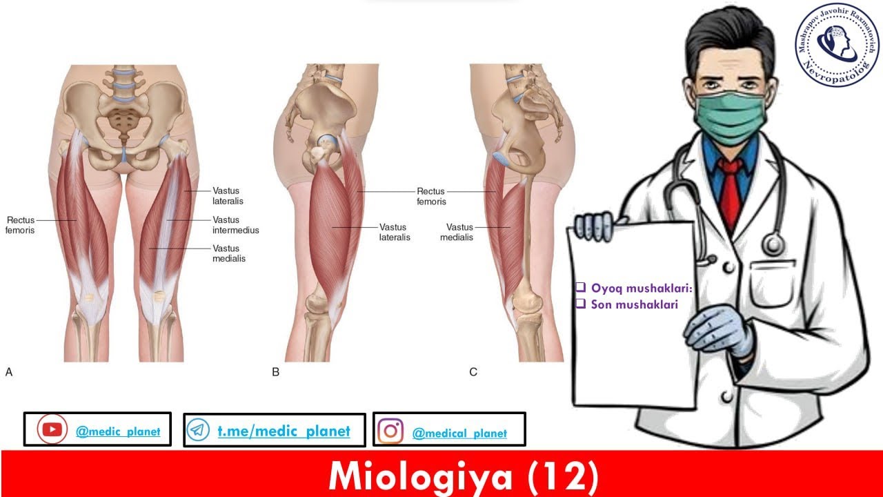 Oyoq muskullari. Son mushaklari.