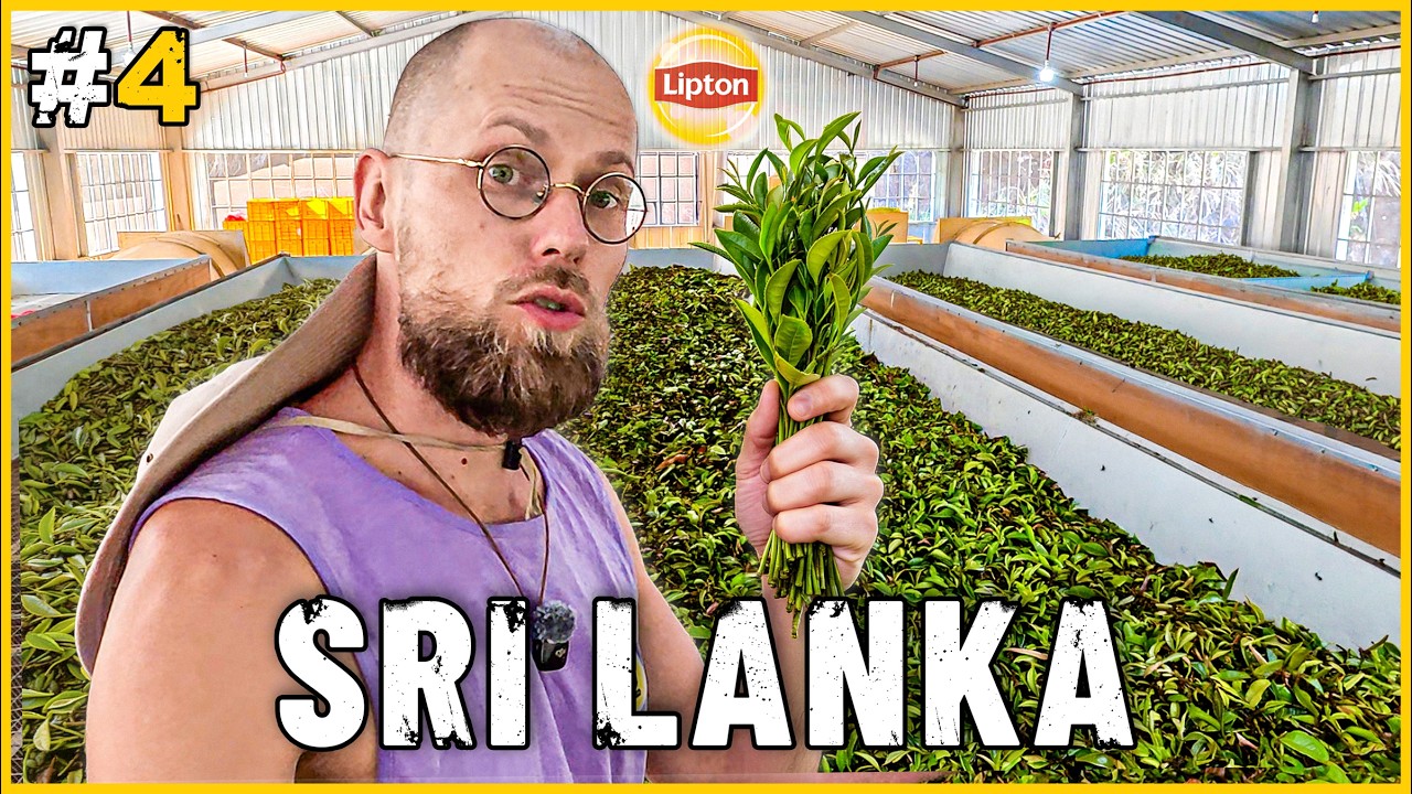 SRI LANKA: Jak powstaje herbata, którą pijesz? ☕ Podróż poza szlakiem - czy Tuk Tuk to wytrzyma?