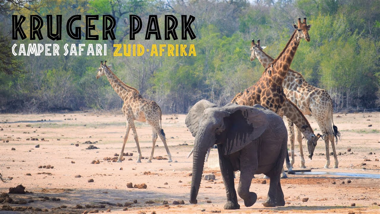 KRUGER PARK Camper Safari in ZUID-AFRIKA - HD Travel Vlog