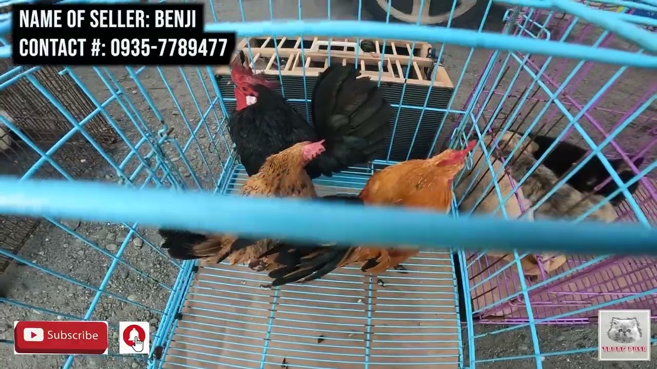 PETS AND ANIMALS MARKET IN THE PHILIPPINES BALIUAG BULACAN W/PRICES VERY CHEAP.vlog#347