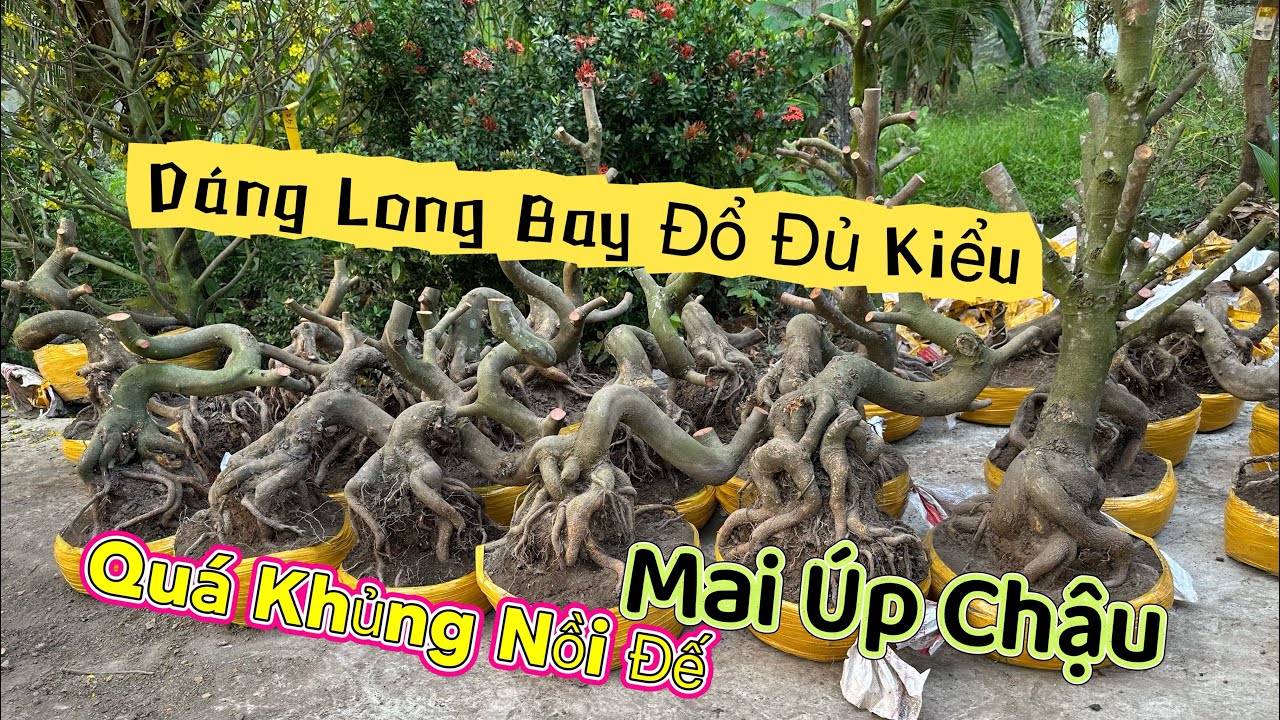 7/3 ☎️0339939629 em vừa về lô mai úp chậu dáng long bay đổ (chợ gạo tiền giang)