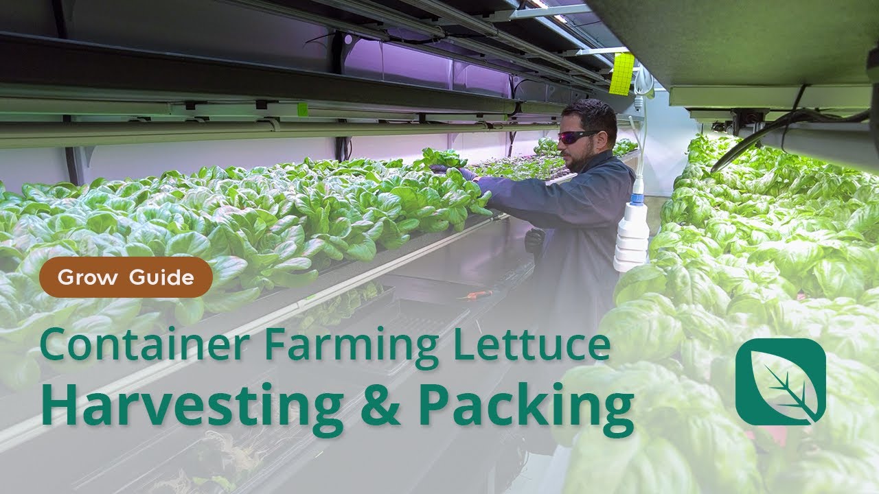 3 Ways to Harvest Lettuce | Lettuce Grow Guide