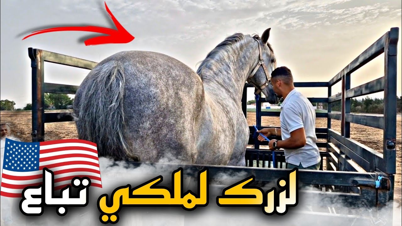 لـزرك ليهبل نـاس في سـوق لقفاف تـبـاع 🔥 جاو عندنا ضـياف من أمـريكـا.....