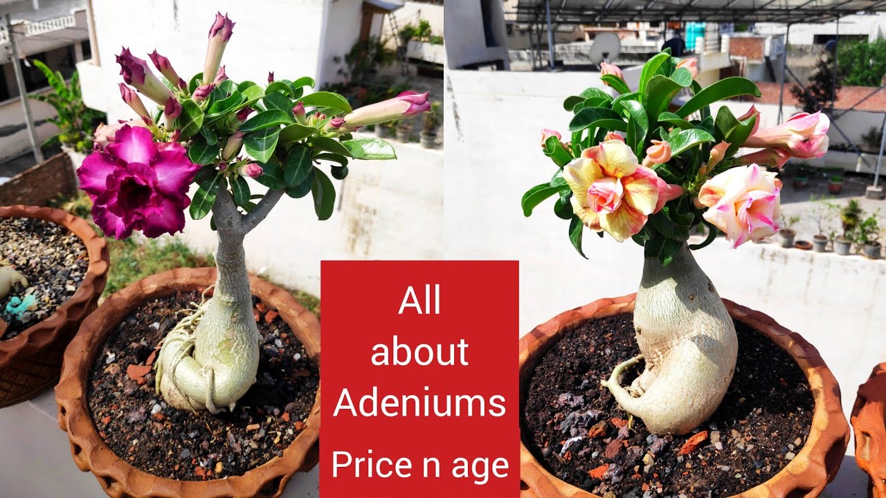 All about Adenium plants price n age, adenium plants care n fertilizer, online adenium plants