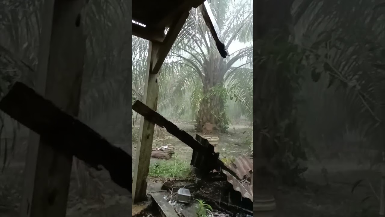 hujan lebat berteduh di Shelter kebun sawit