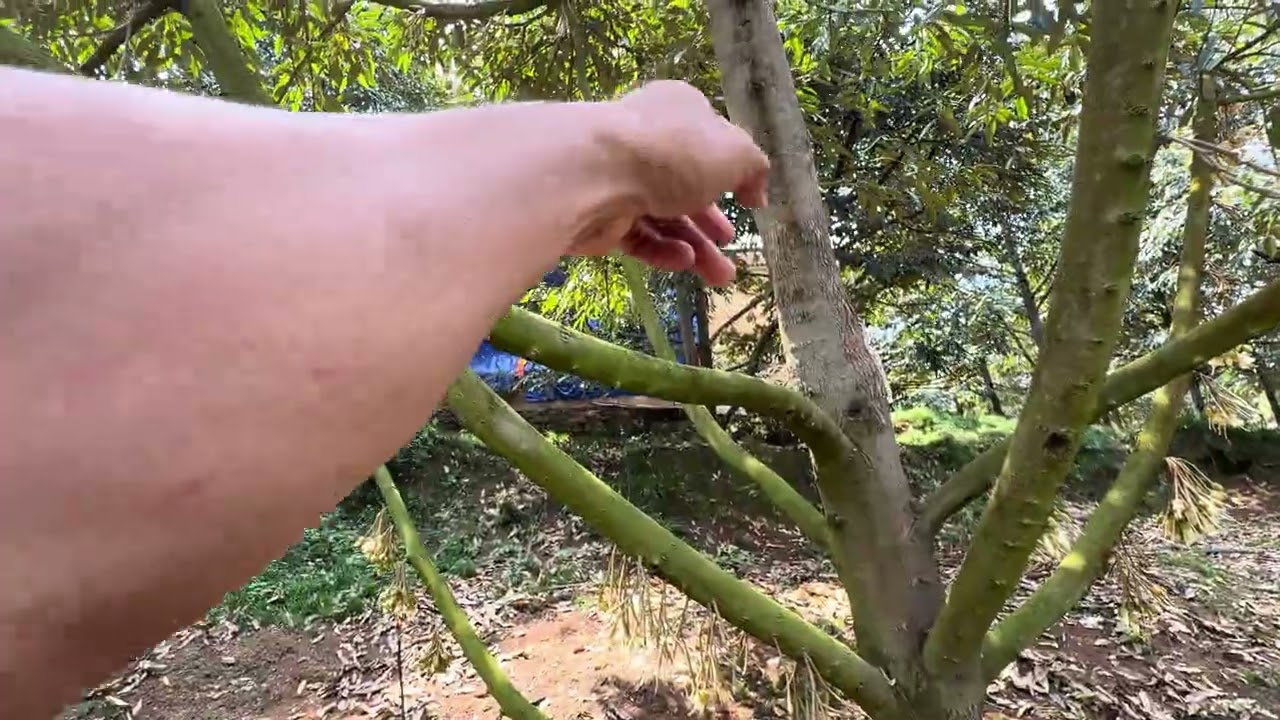 Hoa nở ( xổ nhuỵ ) chạy trái rụng nhiều,  do đâu ? 