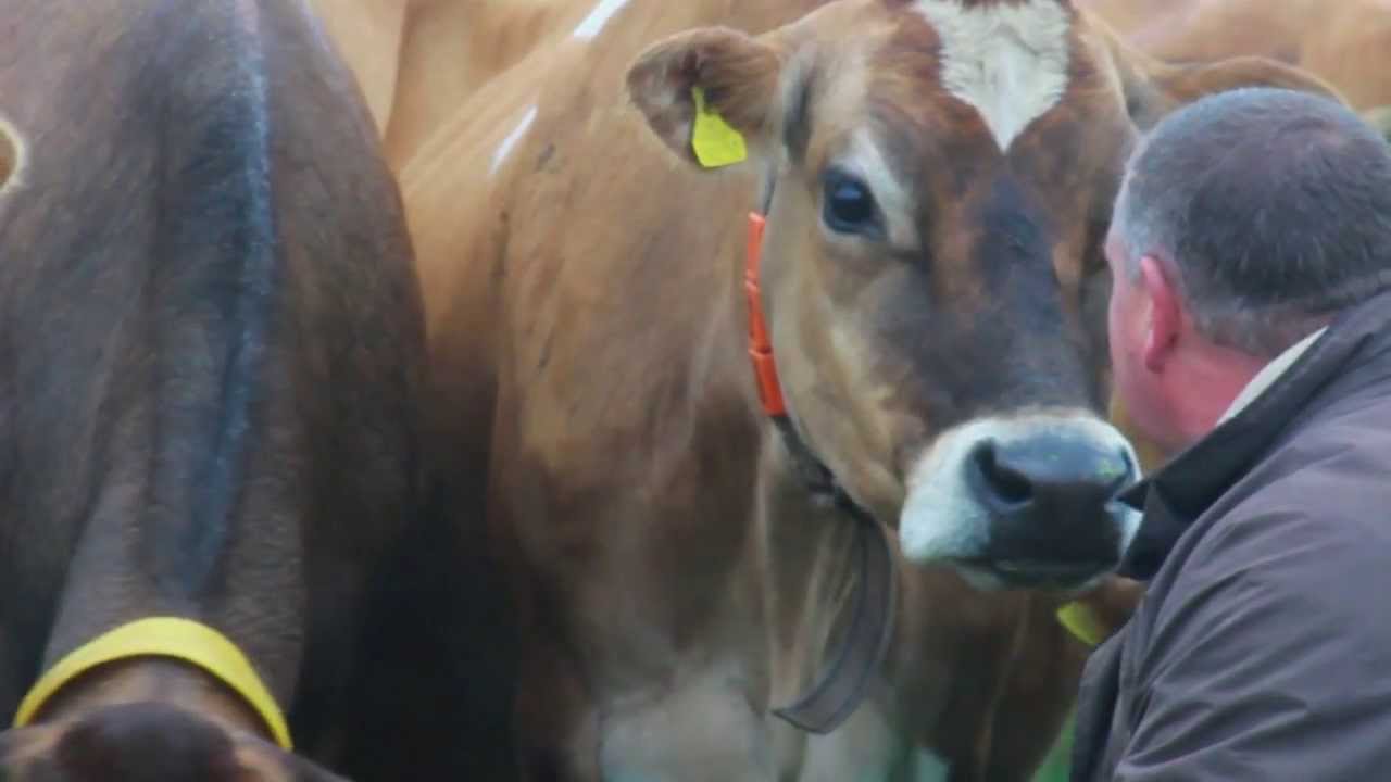 Morning milking at Class herd in Jersey