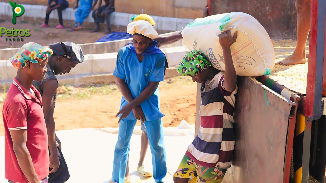 (Part 1) Facing Collapse: A Poultry Farm's Urgent Call for Help #poultryfarming #poultrybusiness