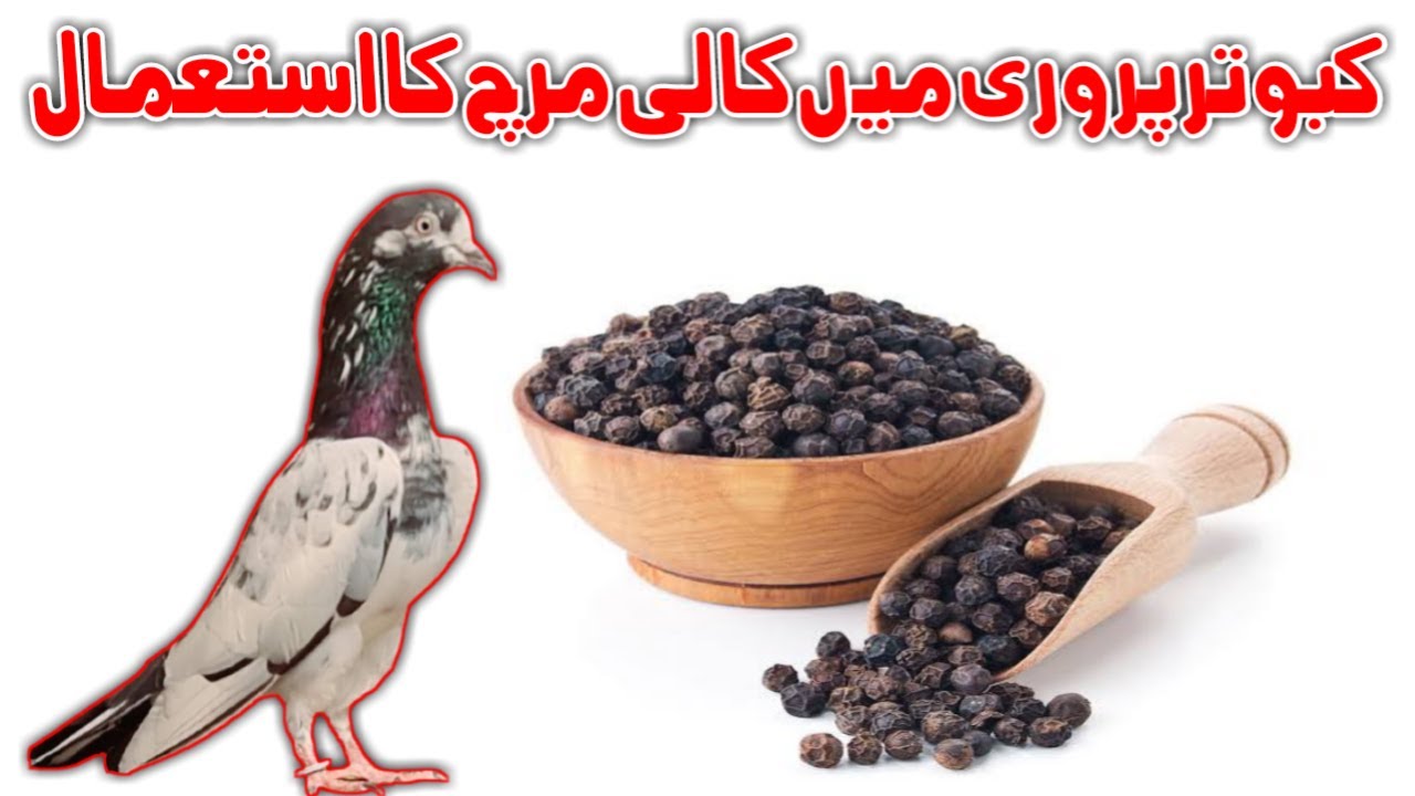 Benefits of Black Pepper kabootar Bazi kali Mirch ka istamaal(urdu/hindi)