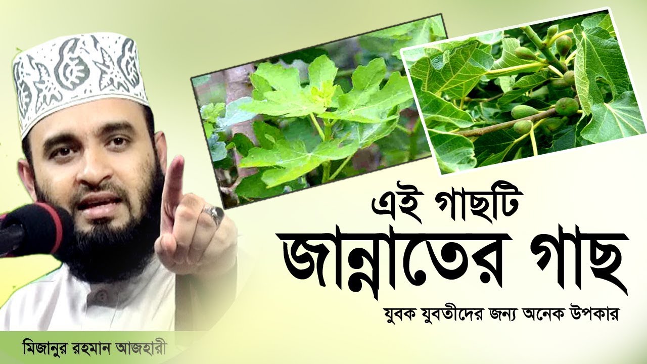 দেখুন জান্নাতের গাছ এই গাছের সিদ্ধ করা পানি খেলে কি কি উপকার হয়। Mizanur Rahman Azhari