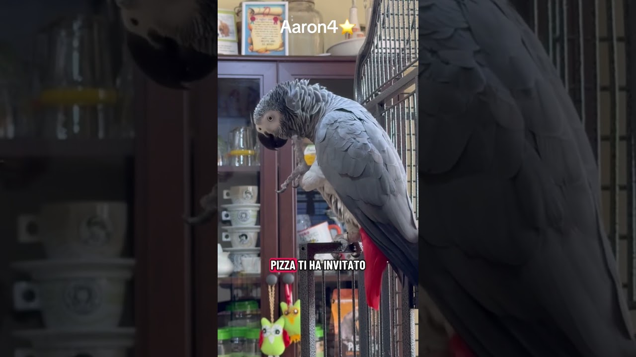 Aaron4 riceve l’invito a cena dal suo allevatore per festeggiare la sua ripresa ❤️ eccolo ragionare 