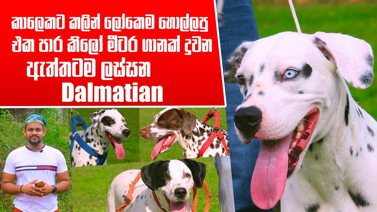 කාලෙකට කලින් ලෝකෙම හොල්ලපු එක පාර කිලෝ මීටර ගානක් දුවන ඇත්තටම ලස්සන Dalmatian | Pet Talk