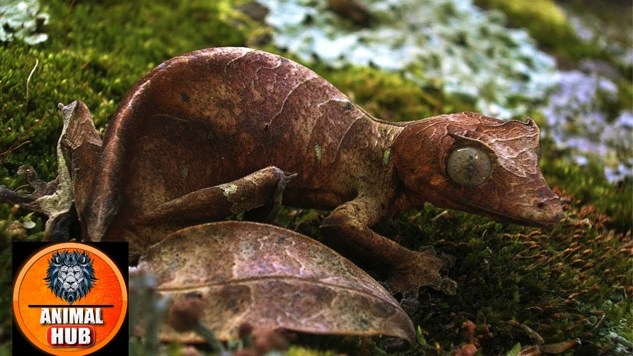 5 Animals that are Taught in Camouflage Art | Animal Hub