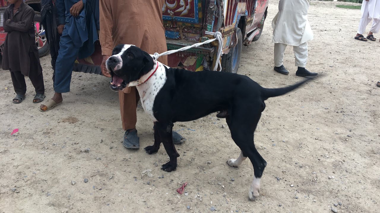 Bully dog in kohat mandi 28/05/2023