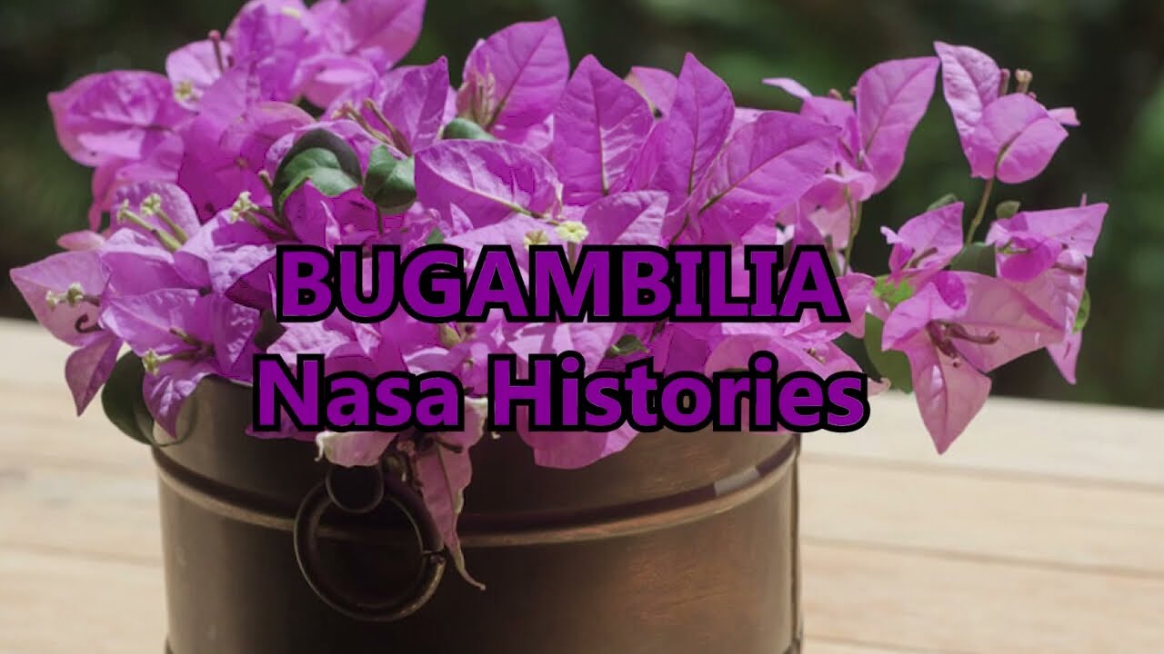 Nasa Histories - Bugambilia | Karaoke |