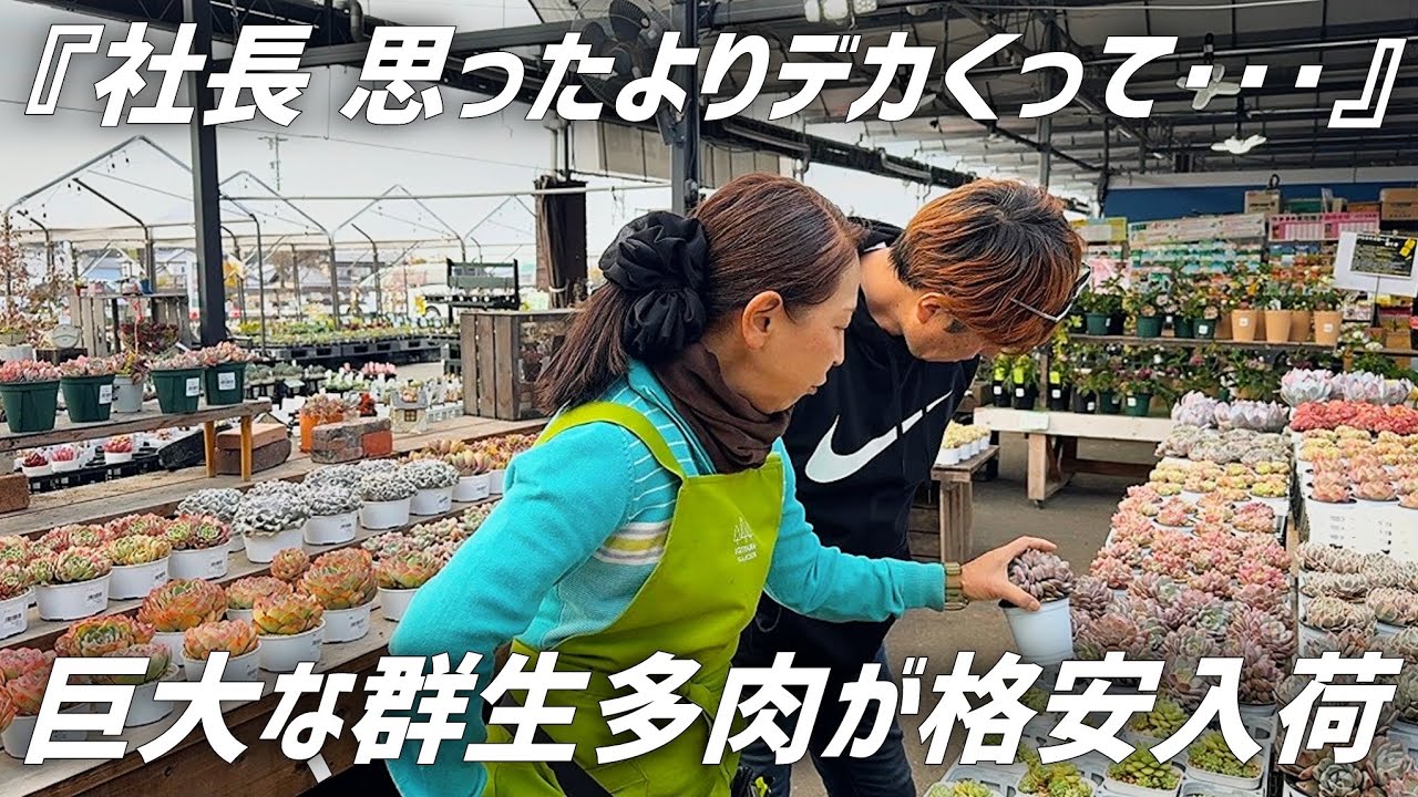【多肉植物】海外から想像以上にデカい群生エケベリアが大量に入荷しました