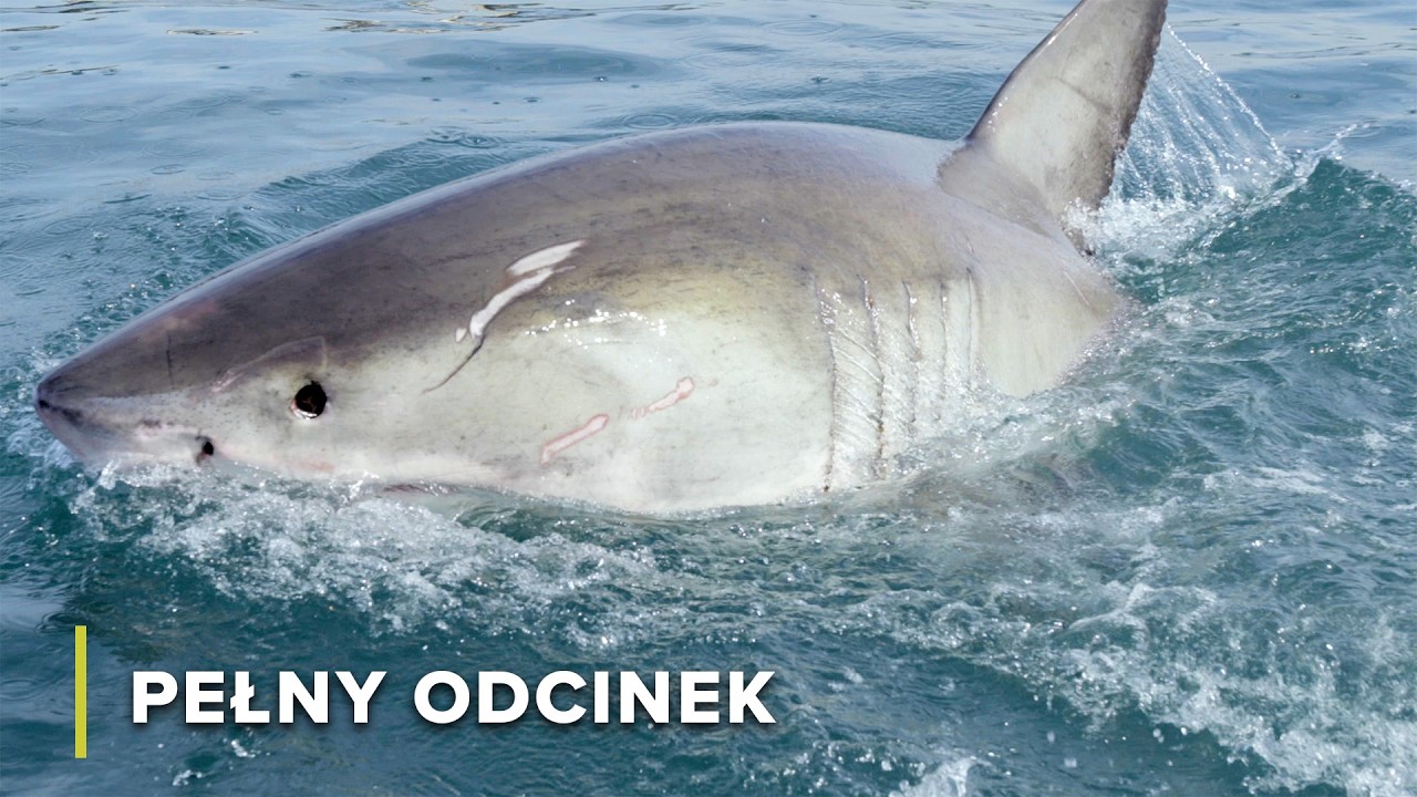 Urodzony, by Zabijać: Drapieżnik kontra Ofiara na Lądzie i Wodzie | Szpony i szczęki Afryki 101