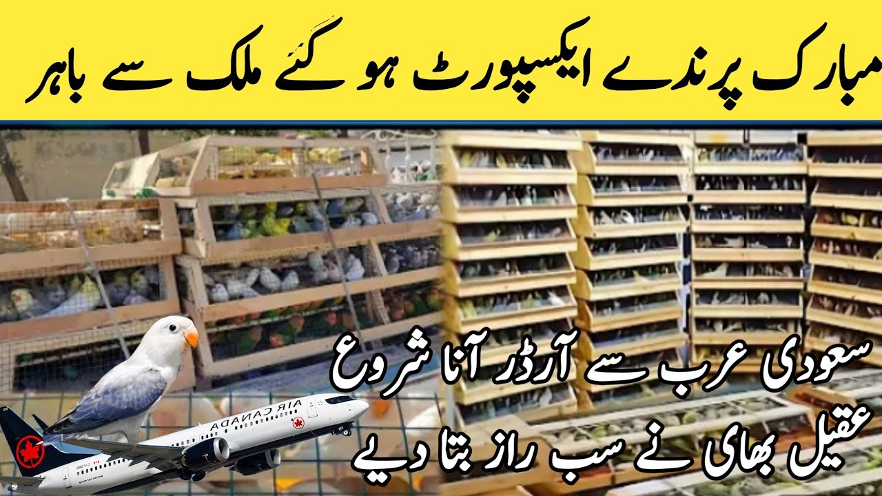 First Time Export birds to other countries|Birds export open | ایکسپورٹ کھل گئی پرندوں کی شپمنٹ گئی
