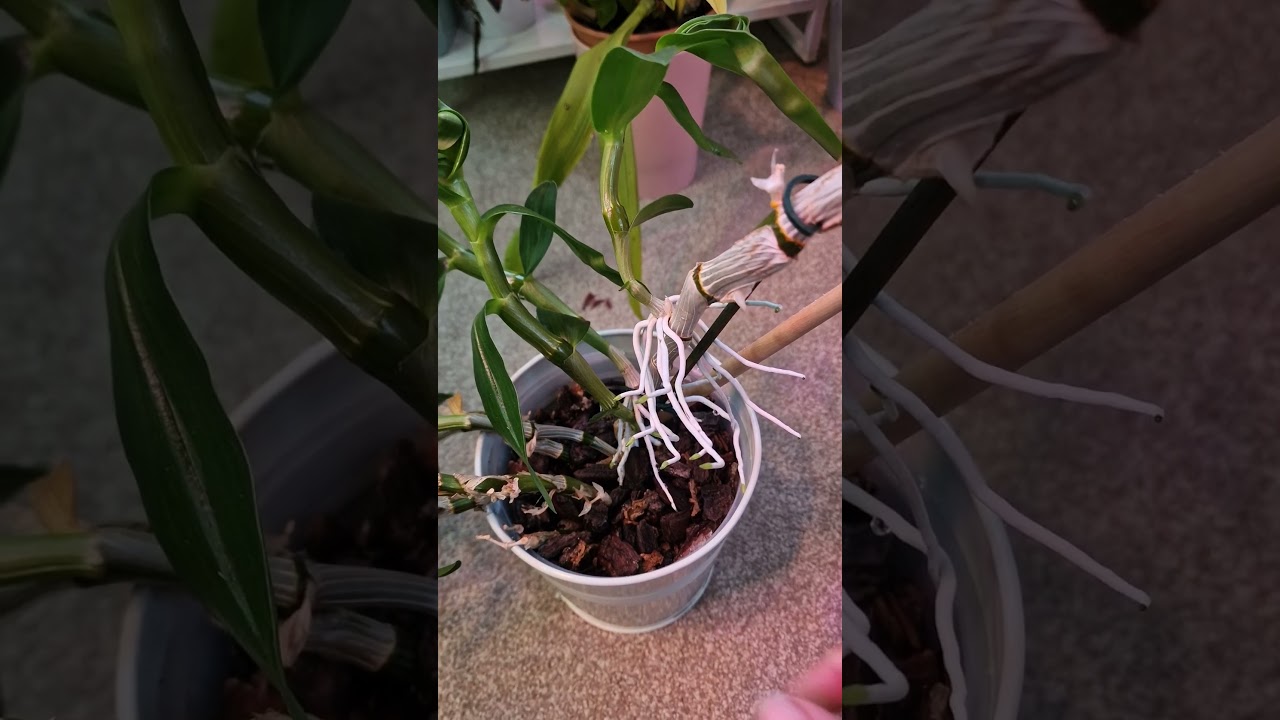 How to easily remove Dendrobium nobile keikis from the mother plant 🪴