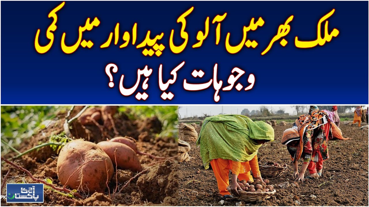 Potato Production Decline Pakistan | Reasons Behind Lower Yield | Agriculture Update - Aaj News