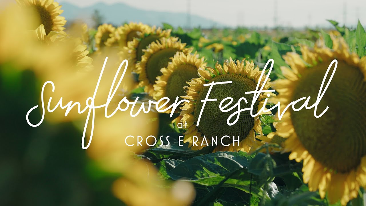 Sunflower Festival | Cross E Ranch