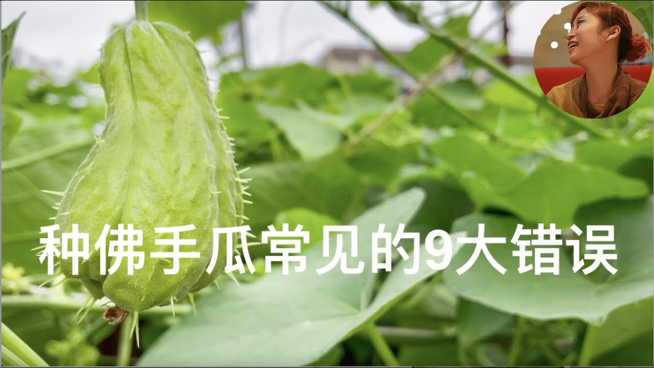 种佛手瓜常见的9大错误｜我这样种佛手瓜，轻松结瓜几百个｜剪龙须菜吃影响结瓜吗？