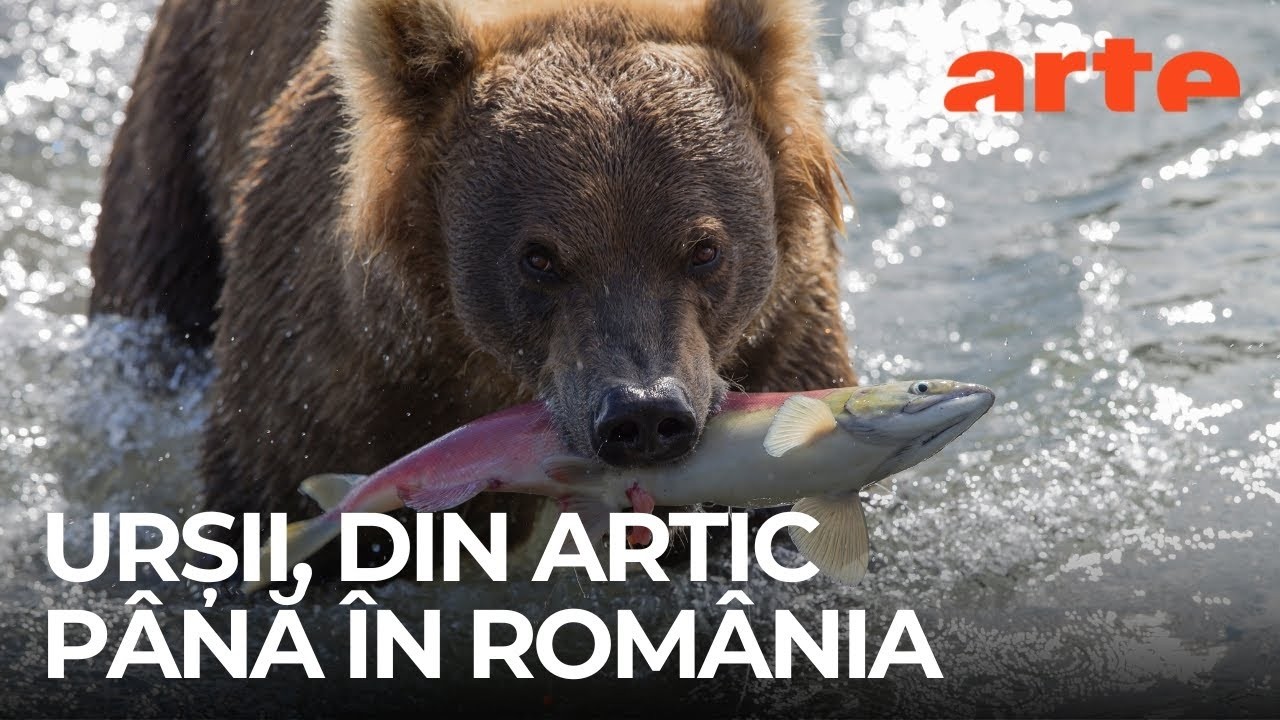 Pe urmele urșilor: din România până în Arctica | Documentar despre natură |ARTE.tv Documentare
