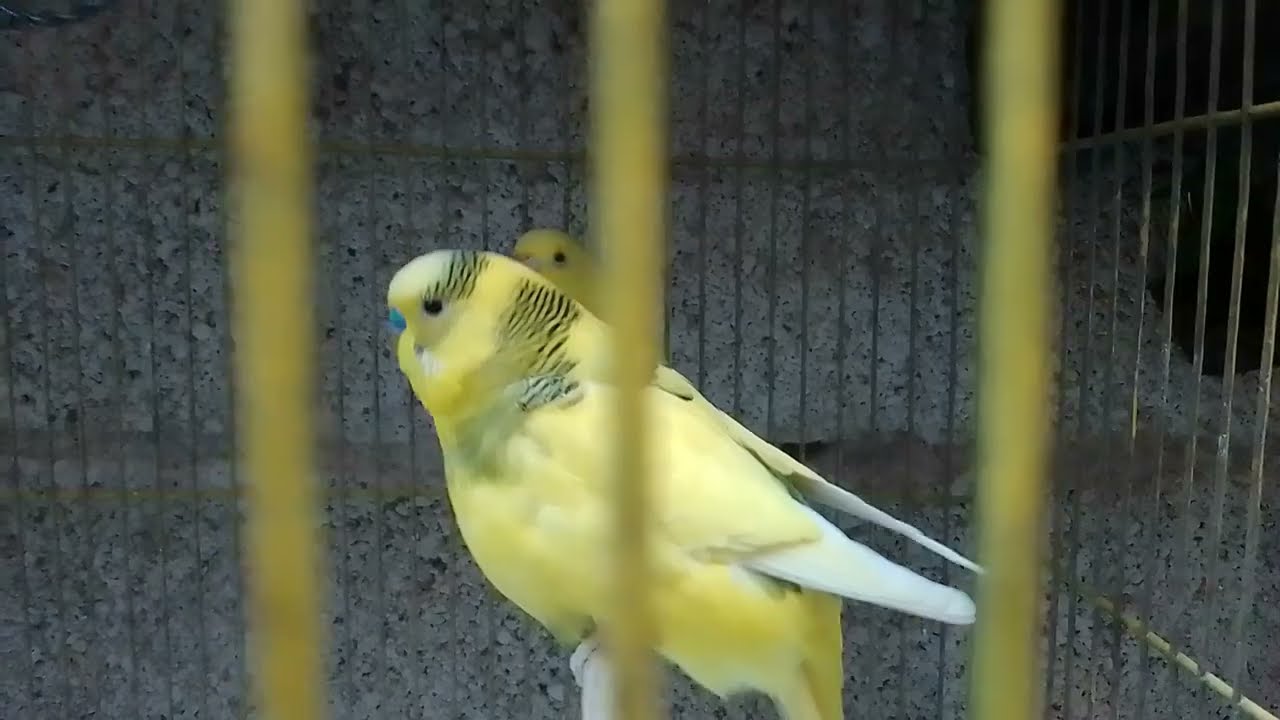 Esta es la nueva actualización en el aviario!! El aviario de Braulio 