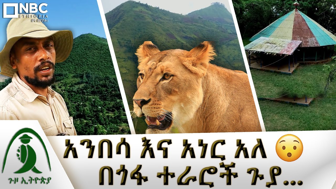 የአንበሳ ፣ አነር እና ነብር መገኛ አስደናቂ ቦታ |  ጎፋ በተራሮች የተከበበ ምድር! | Guzo Ethiopia | ጉዞ ኢትዮጵያ @NBCETHIOPIA