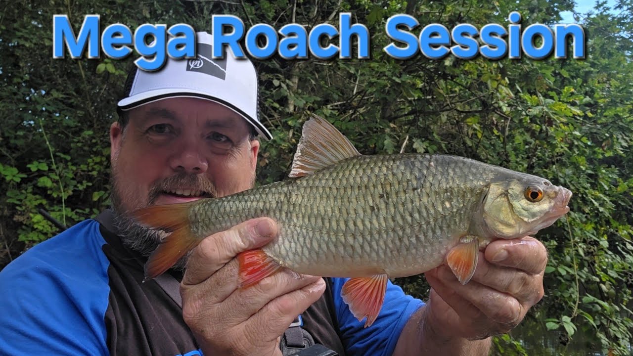 My Best days Roach Fishing