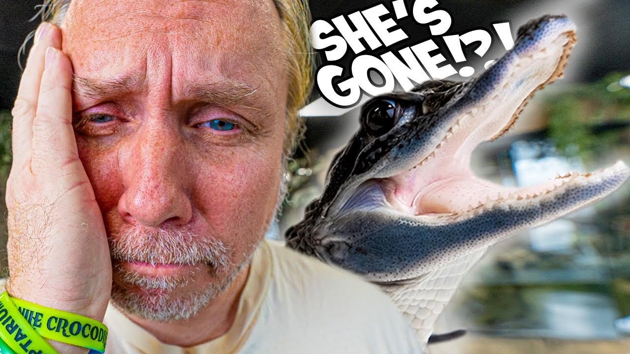 They Stole My Black Alligator!