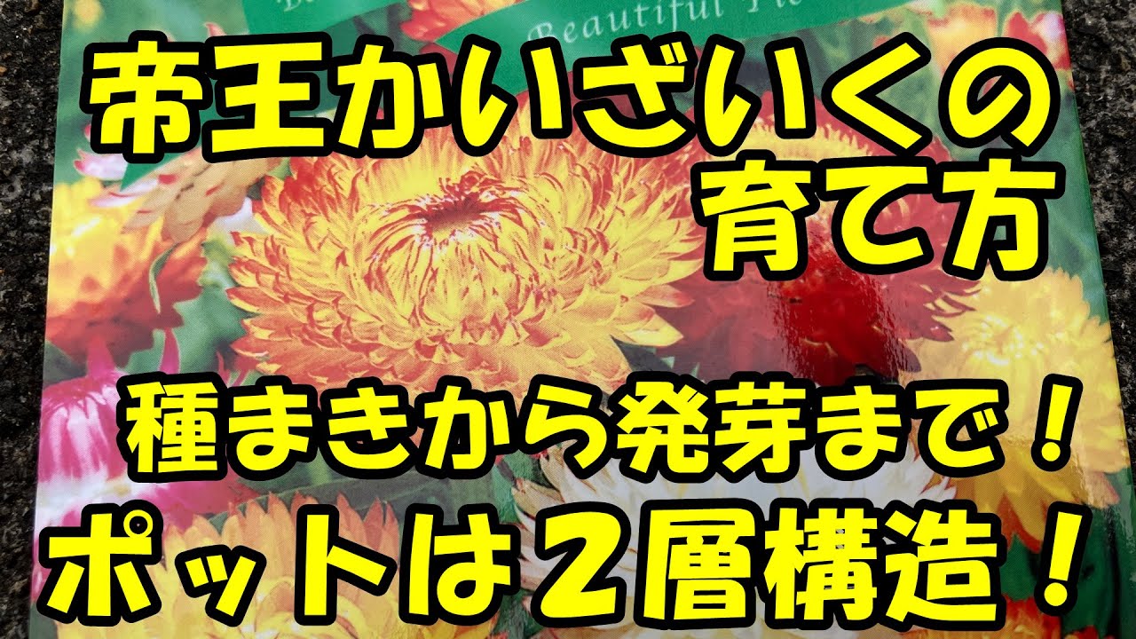 帝王かいざいくの育て方　How to grow Helichrysum.