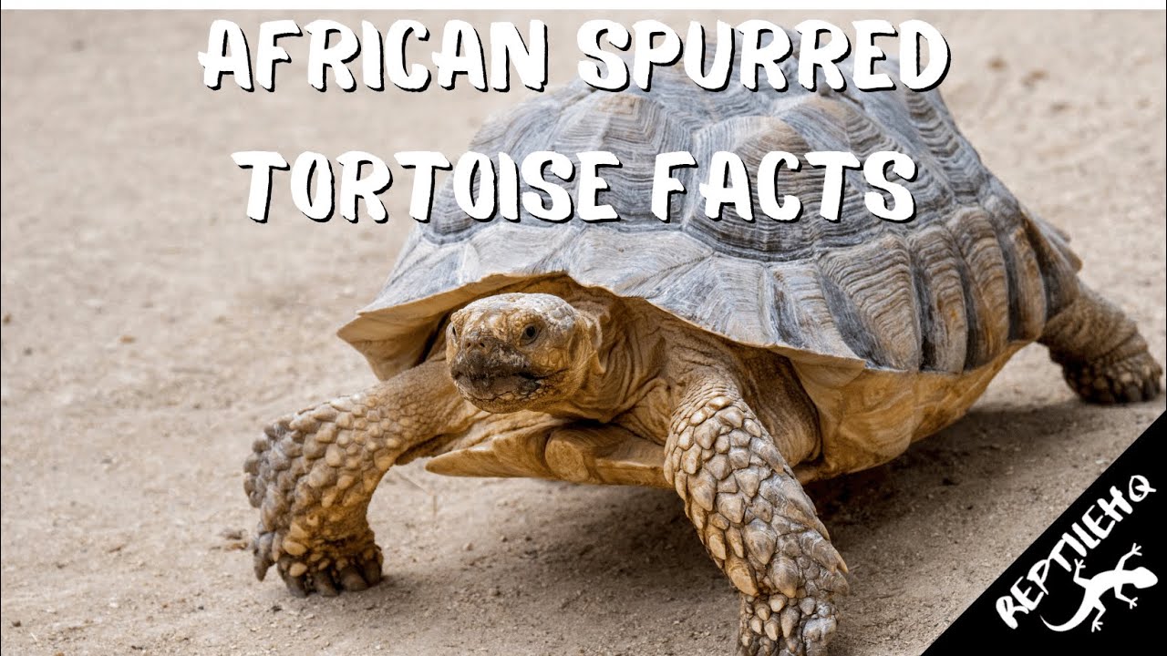 African Spurred Tortoise Facts and Information
