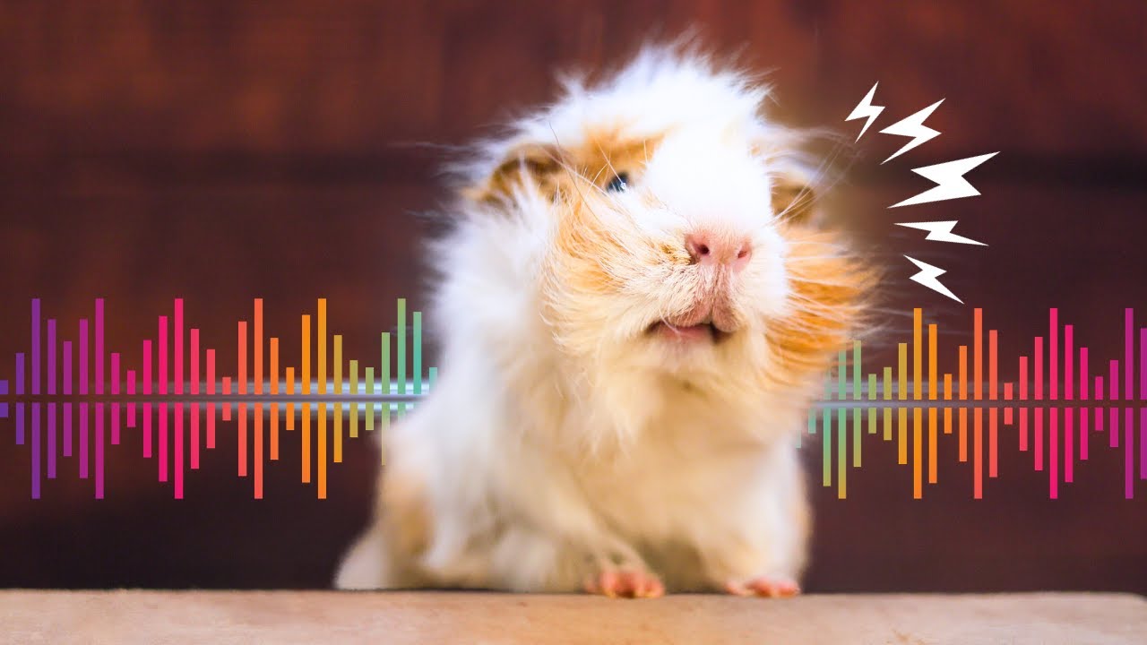 7 Guinea Pig Sounds & What They Mean (with Examples!)