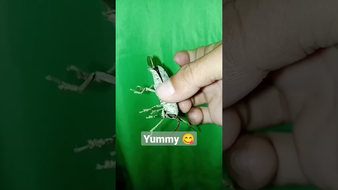 Do You eat This? #short #insects  #grasshoper #shorts