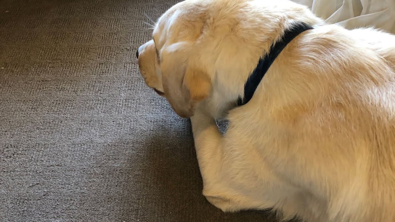 How to prepare to bring your guide dog home
