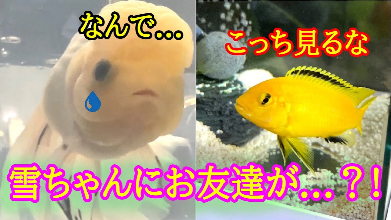ある日の雪ちゃん④お友達が...できませんでした。